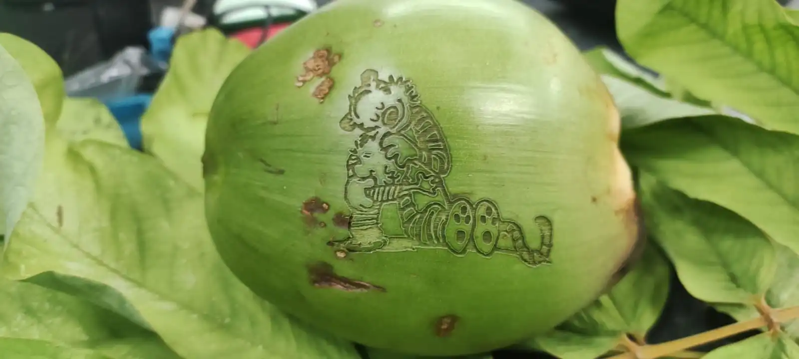 tree leaf and Coconut Water image 1