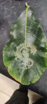 tree leaf and Coconut Water thumbnail 6