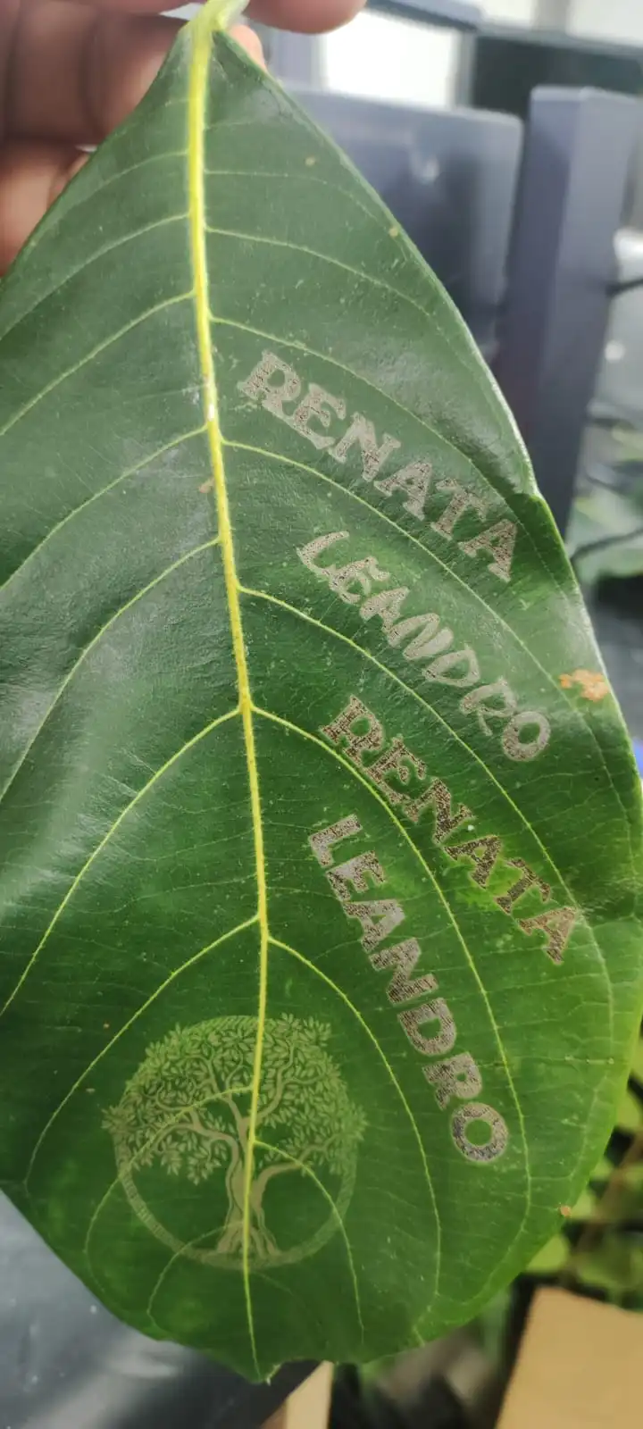 tree leaf and Coconut Water image 7