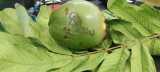 tree leaf and Coconut Water thumbnail 2