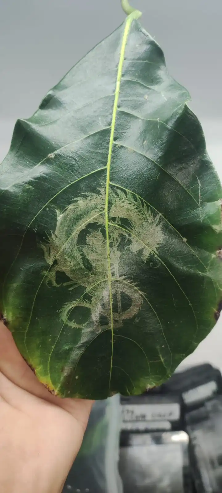 tree leaf and Coconut Water image 5