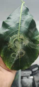 tree leaf and Coconut Water thumbnail 5