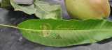 tree leaf and Coconut Water thumbnail 8