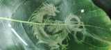 tree leaf and Coconut Water thumbnail 4