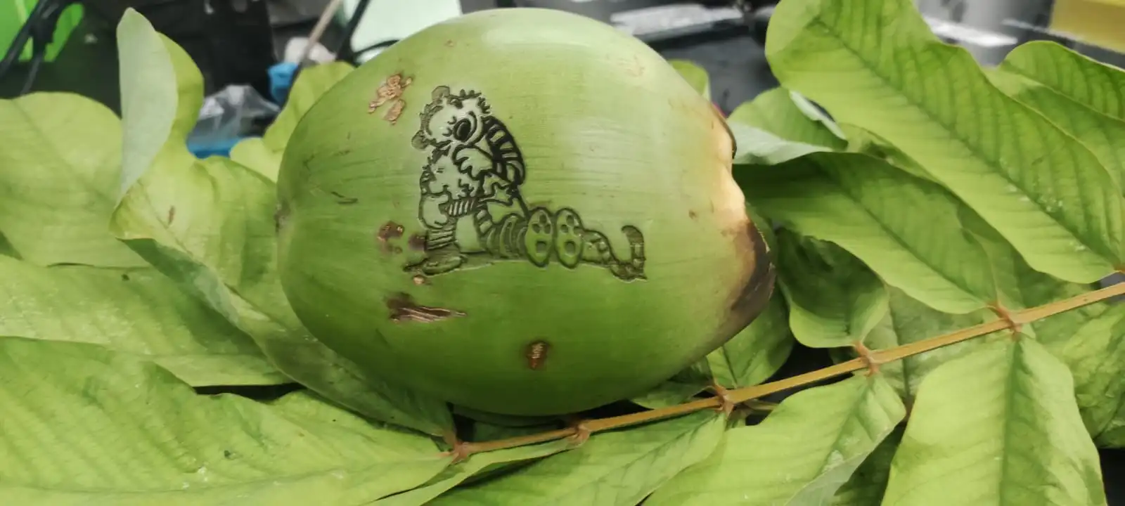 tree leaf and Coconut Water image 9