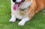 Autumn Dog Collar Tag thumbnail 1